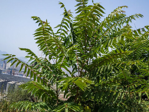 Vibrant green sumac tree displaying lush compound leaves under the bright natural sunlight during a clear summer day in a suburban industrial landscape park area.