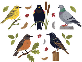 Fototapeta premium Common Wild Bird Species Vector Set Featuring American Robin, Rock Pigeon, Red Winged Blackbird, Yellow Warbler, and European Starling,