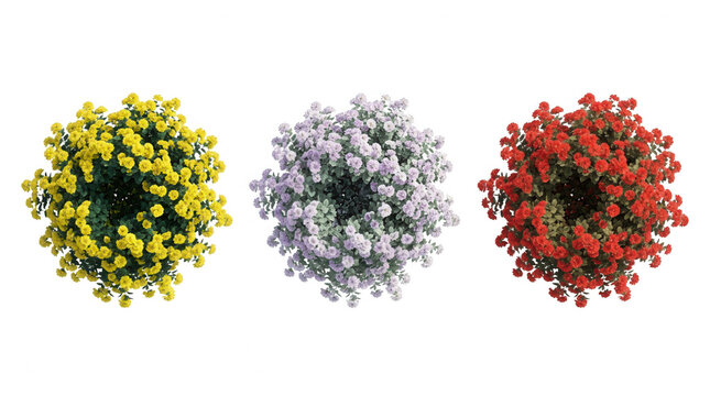 Tre cespugli fioriti rotondi visti dall'alto con fiori gialli, lilla e rossi isolati su sfondo bianco, ideali per progetti di design e architettura paesaggistica.