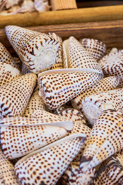 Collection of spotted lettered cone shells with natural patterns