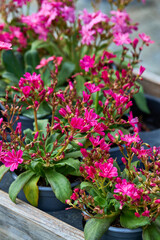 Naklejka premium Ruby red Lewisia flowers blooming abundantly in garden pots