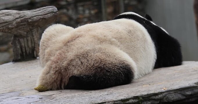 Giant sleeping in the zoo,China