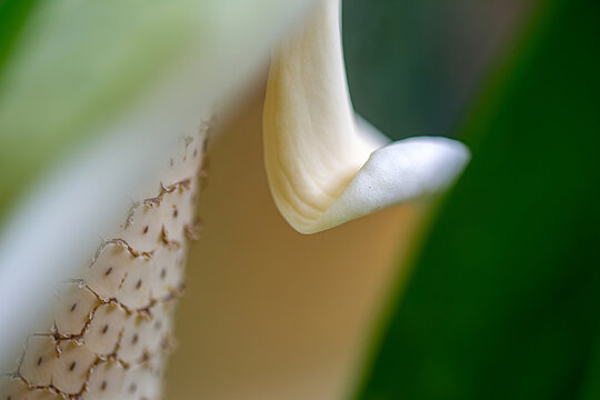 Elegant Macro Close Up of Monstera Deliciosa Flower with Soft Natural Background