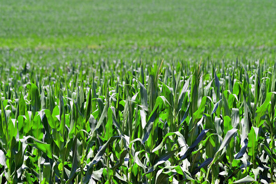 A sea of corn envelopes an agricultural field on a large farm in north central Illinois. The scene is an often repeated one in the Midwestern United States.