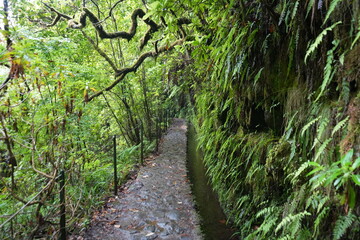 Obraz premium Classic Levada Water Channel Path – Levada do Caldeirão Verde (PR9), Madeira