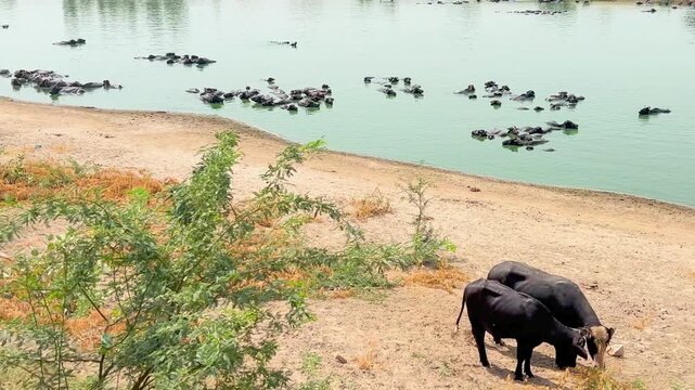 A vast and captivating scene of buffaloes enjoying themselves after bathing in a tranquil pond in a rural area; many of the buffaloes are partially submerged in the cool water. 4k video