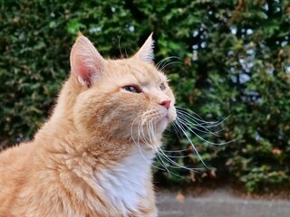 Low-angle profile portrait of a handsome ginger cat looking up with long sweeping whiskers outdoors. © Ena