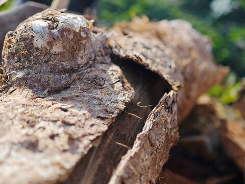 close up of a tree stump