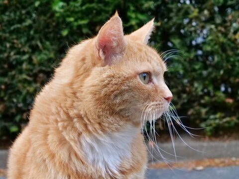 Alert ginger tabby cat in profile view featuring bright eyes, white chest, and long white whiskers.