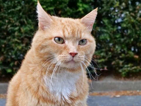 Frontal portrait of a grumpy or serious ginger tabby cat with intense gaze and white chest fur.
