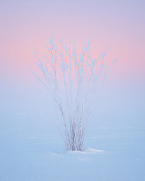 Minimalist Photograph of Frozen Reeds Covered in Thick Hoarfrost Cold Winter Morning.