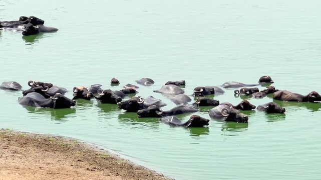 A cinematic close-up view of a large herd of water buffaloes standing and bathing 4k video