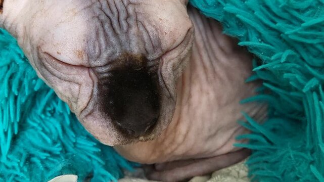Close up of a sleeping Sphynx cat head on a blanket, peaceful pet rest, domestic animal portrait, hairless cat care.