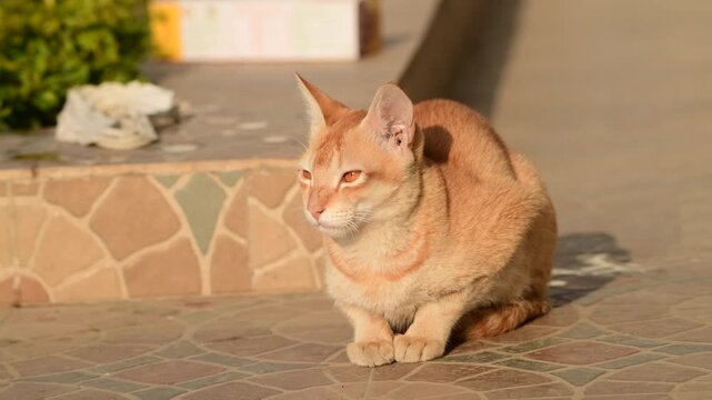 Ginger Tabby Cat Resting in Warm Sunlight Before Walking Away Outdoors