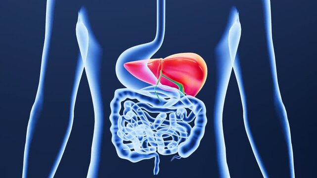 Human digestive system, including the stomach, liver, small intestine, and large intestine. 3d rendering.