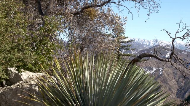 Beautiful panoramic view of majestic snow covered mountains framed by foreground desert yucca plant and barren tree branches.