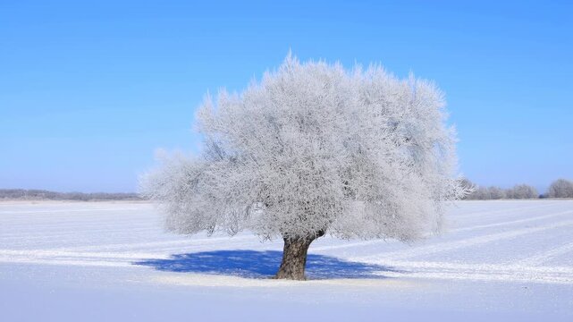 Frost covered tree stands alone in a bright snowfield beneath clear blue sky, its dense white branches casting a long cool shadow across smooth winter ground in daylight