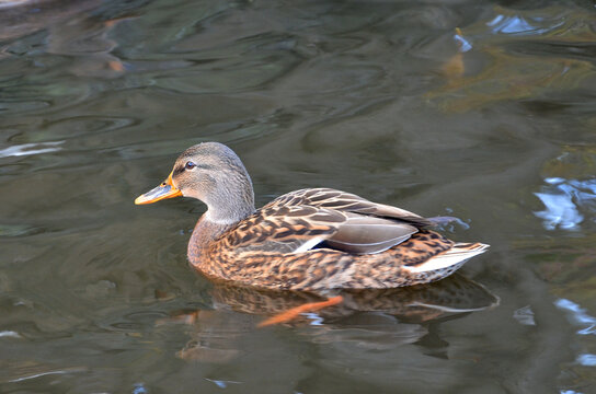 Portrait of duck mallard female swimming isolated in the water of the pond. Nature
