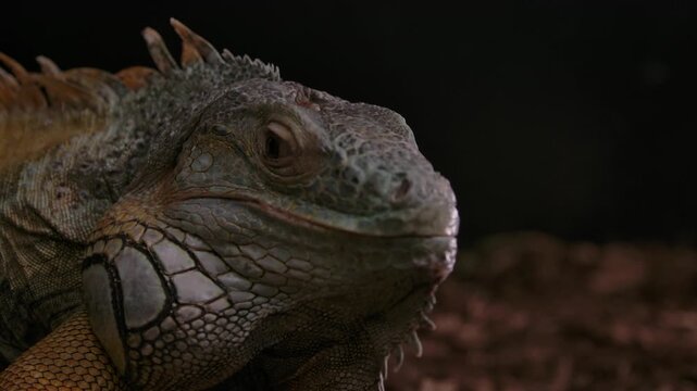 Close up shot of green iguana resting on natural dark ground in terrarium.