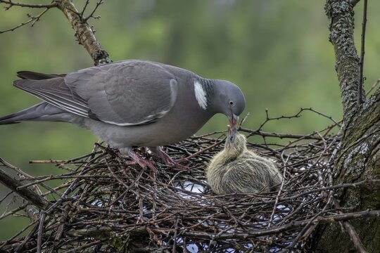 Wood pigeon feeding its squab in a flimsy stick nest