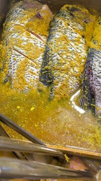 A large, fresh, and seasoned giant gourami (Osphronemus goramy). Close-up video footage.