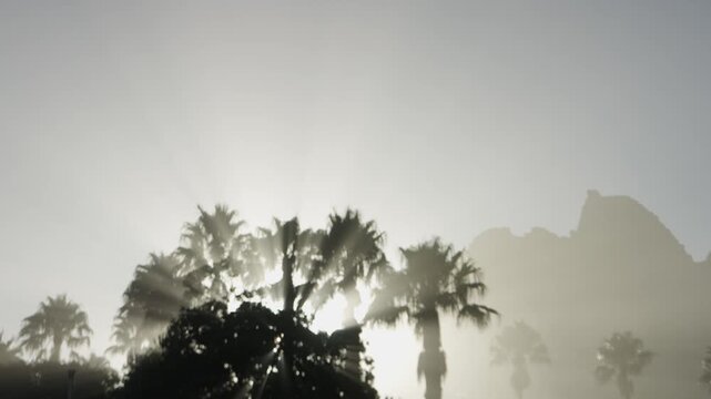 Light rays coming through palm trees on a beach