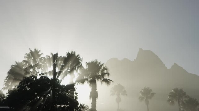 early morning sun rays coming through the fog and palm trees on the beach