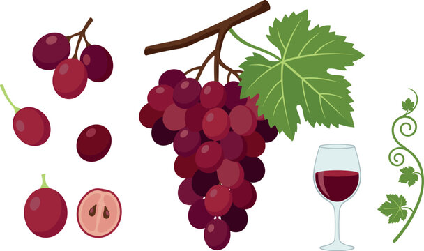 Isolated red grape vector illustration set featuring large fresh bunch on branch green leaf single berries half cross section sliced seed and wine glass