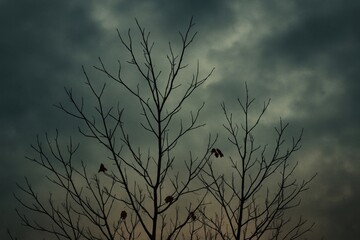 Fototapeta premium Moody silhouette tree branches background