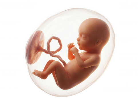 3 D rendering of fetus in amniotic sac isolated on a transparent background uterus