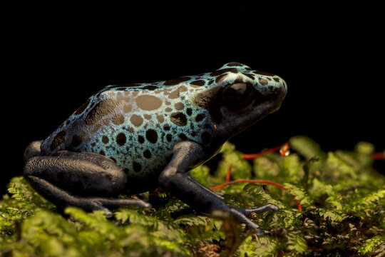 a young Blue poison dart frog (Dendrobates tinctorius azureus) on black background, a Blue poison dart frog (Dendrobates tinctorius azureus) sitting moss