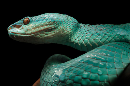 Venomous Blue Pit Viper Portrait Isolated on Black Background, Blue Insularis Pit Viper (Trimeresurus insularis) Displaying Defensive Posture on Tree Branch Against Black Background, 