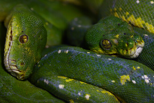Lice on the head of a green tree python, a pair Green tree python snake closeup head