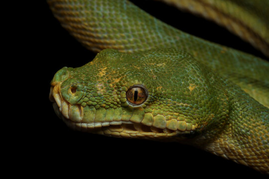 Green tree python Morelia azurea pulcher closeup isolated on black background, Green tree python snake closeup head, Indonesian python snake
