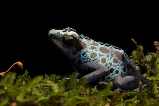 a young Blue poison dart frog (Dendrobates tinctorius azureus) on black background, a Blue poison dart frog (Dendrobates tinctorius azureus) sitting moss