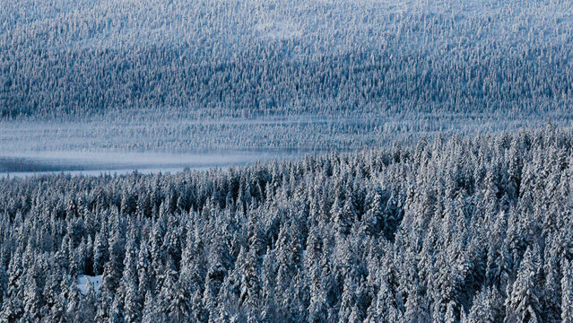 Aerial view of a dense, snow-covered coniferous forest in winter with a misty valley in the background, Sirkka, Lapland, Finland.