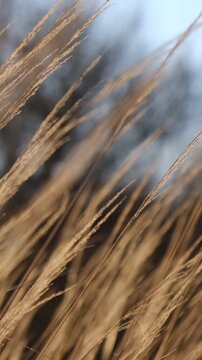 Sunlit dry stems of miscanthus swaying in wind. Calm vertical nature background, autumn meditative Nordic aesthetic. Wabi sabi natural texture. Minimalist botanical overlay. Warm pampas grass vibe