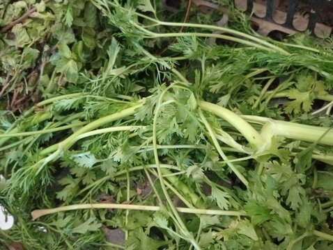 Fresh green cilantro bunch close up photo. Raw organic coriander leaves with tender stems in a rustic market crate. Natural culinary herbs for healthy cooking, food seasoning, and ingredient