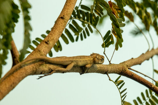 Garden lizard rests horizontally on branch with green foliage.
