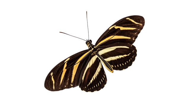 Exotic zebra longwing butterfly black yellow striped wings isolated on transparent background for tropical rainforest wildlife biodiversity.