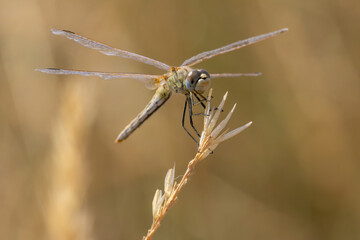 Dragonfly perching on dry grass stem in nature © João Macedo
