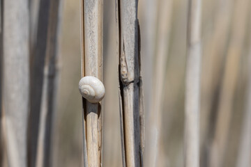 White snail shell resting on dry reed stem © João Macedo