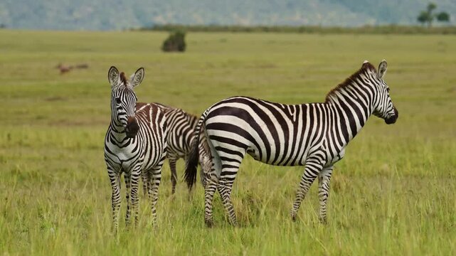 African zebra pair standing in savanna grassland. Wild zebras grazing in natural habitat. Safari wildlife in open green field.