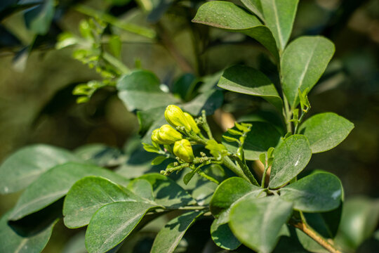 Green flower buds on Murraya paniculata orange jasmine branch.
