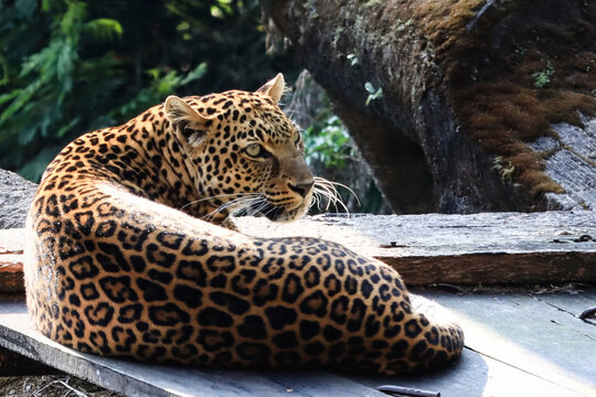 Spotted Jaguar Relaxing in a Tropical Forest Environment