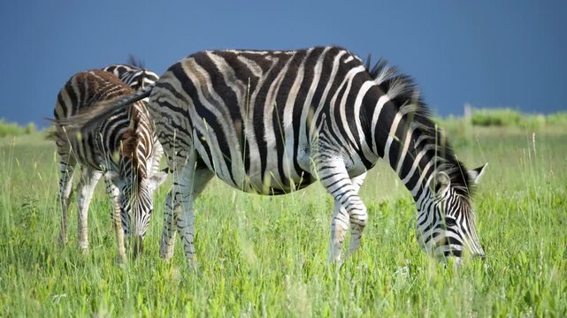 African zebra grazing in green savanna, wild zebras eating grass in meadow, safari wildlife in natural habitat under blue sky