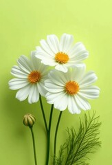 Fototapeta premium daisies on green background