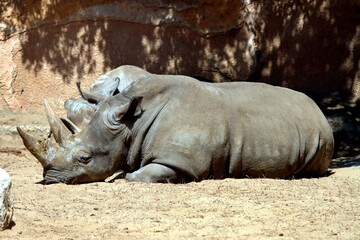 rhino © schoefolt