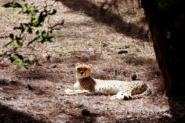 guépard © schoefolt