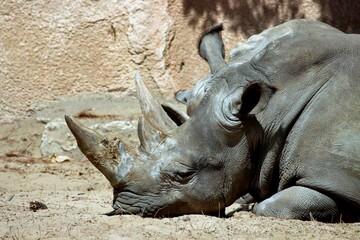 rhino © schoefolt
